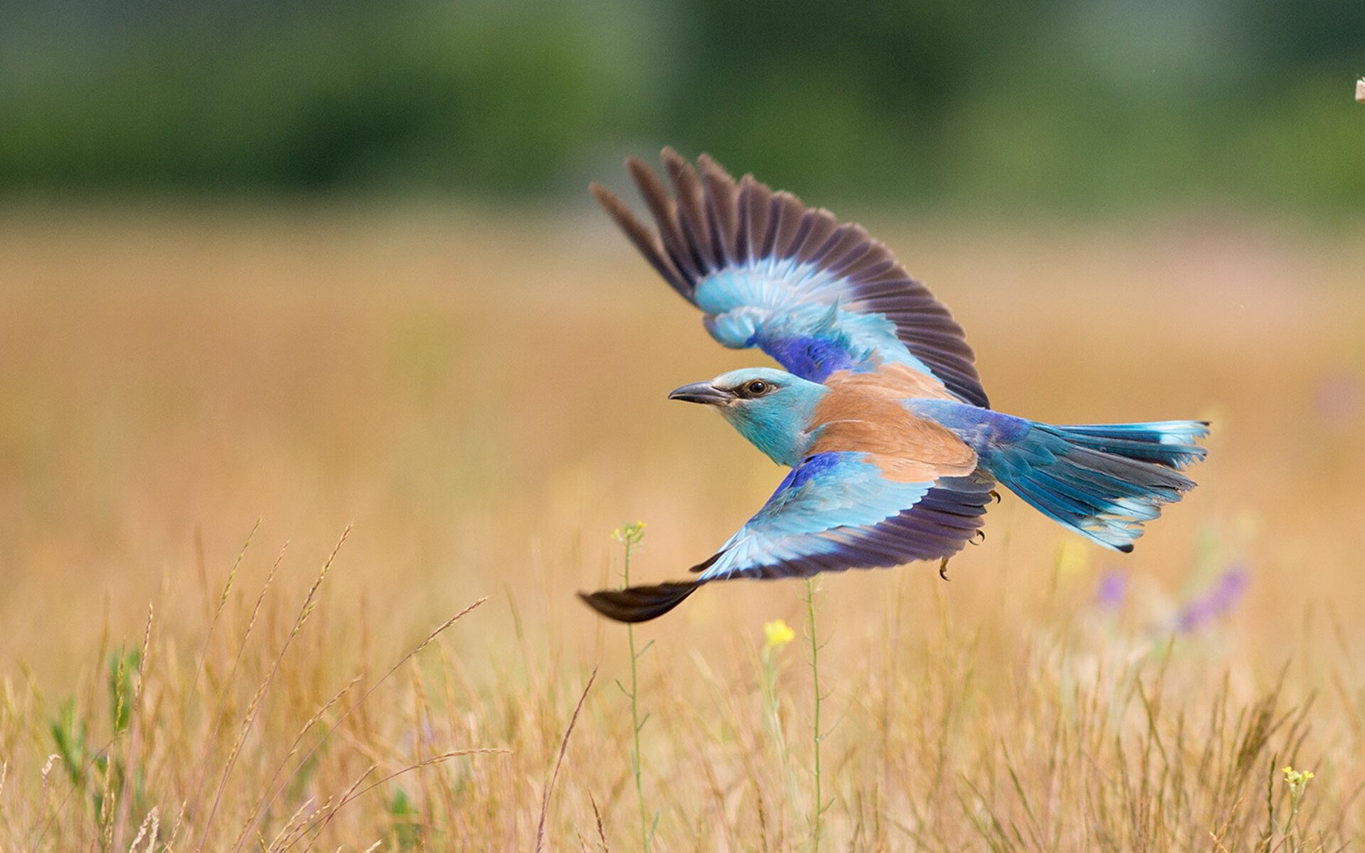 跨界接管,当拉文在F1赛道与篮球场同时点燃引擎