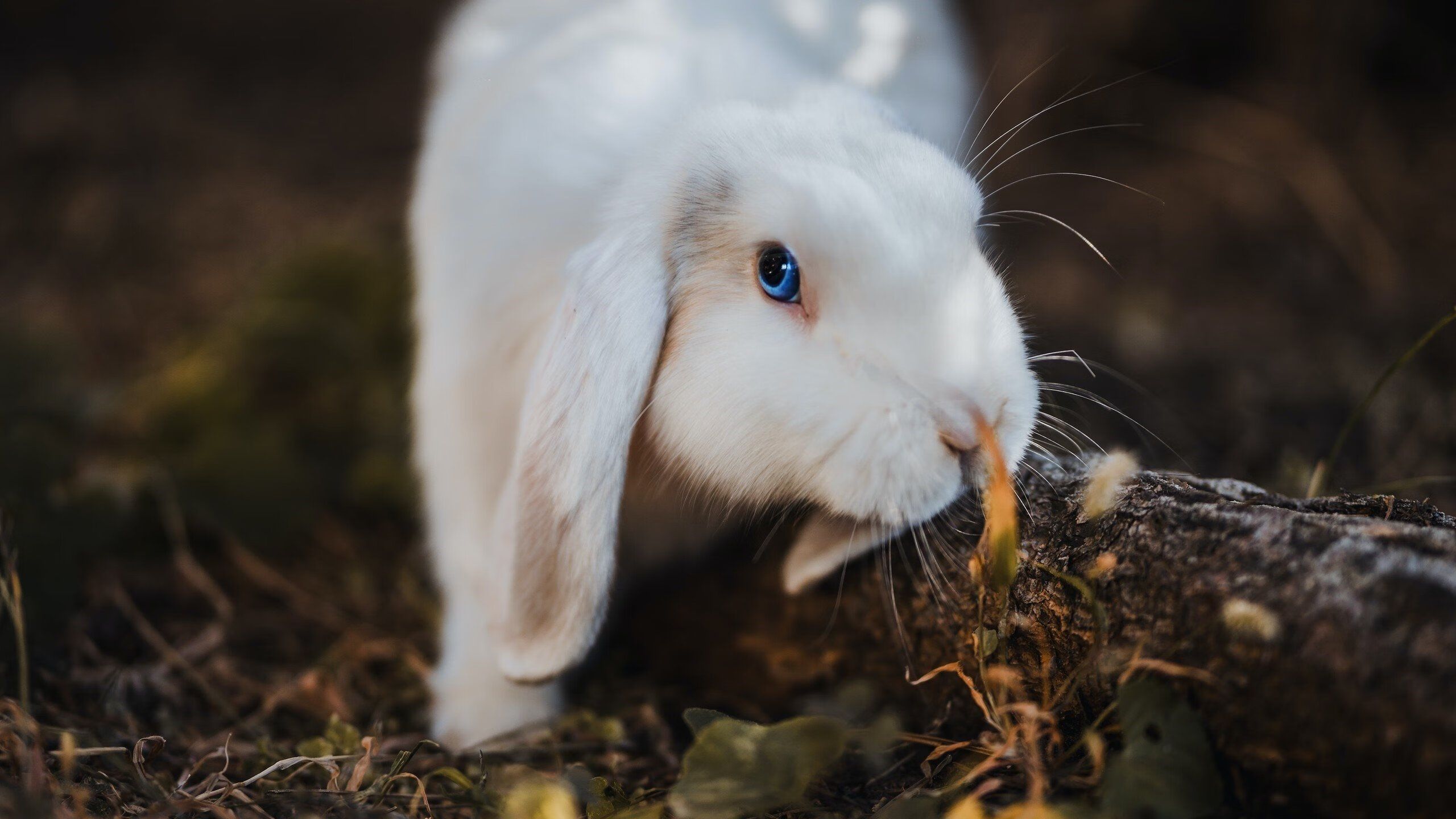 落锤时刻，伦纳德在冰面裂痕上的峭壁绝杀