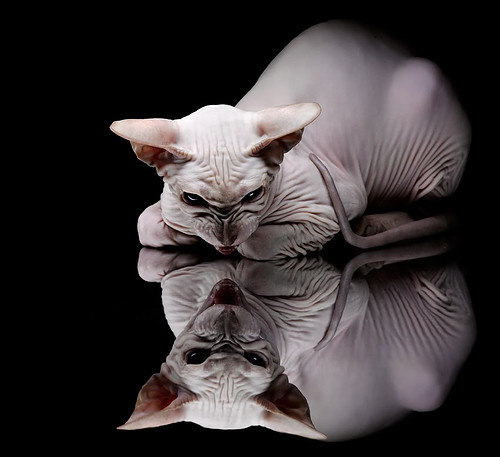 封喉尼斯，独一无二的剑客托尼，为阿森纳刻下绝杀印记