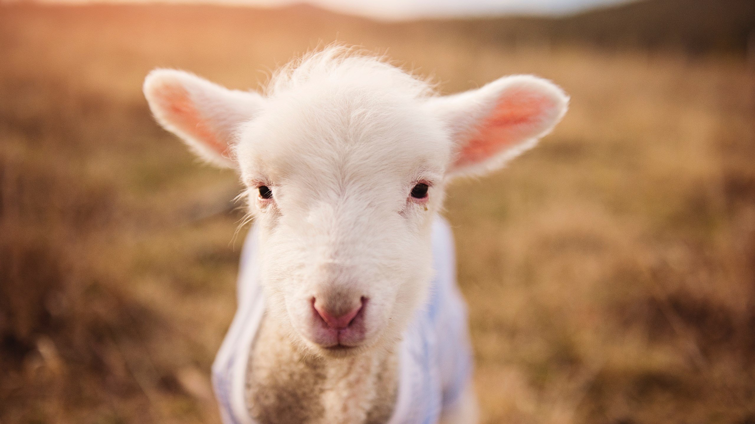 罗德里戈一锤定音！莱比锡红牛友谊赛力克沙特国家队