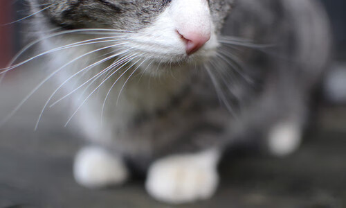 双星闪耀关键夜，西甲国家德比与锡安的硬核之战