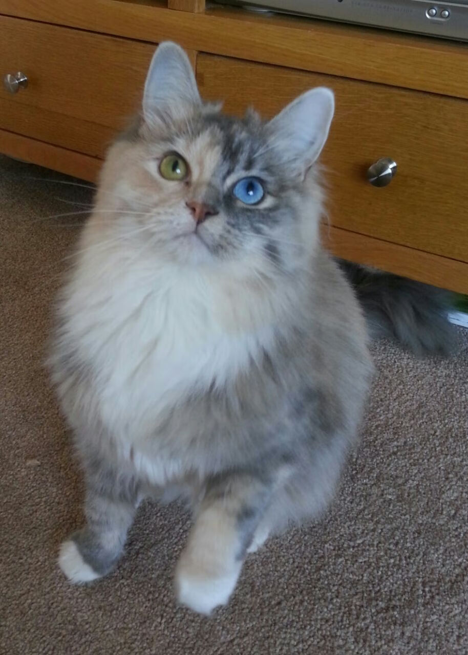 球场的雕塑家，斯通斯用防守艺术定义摩纳哥新秩序