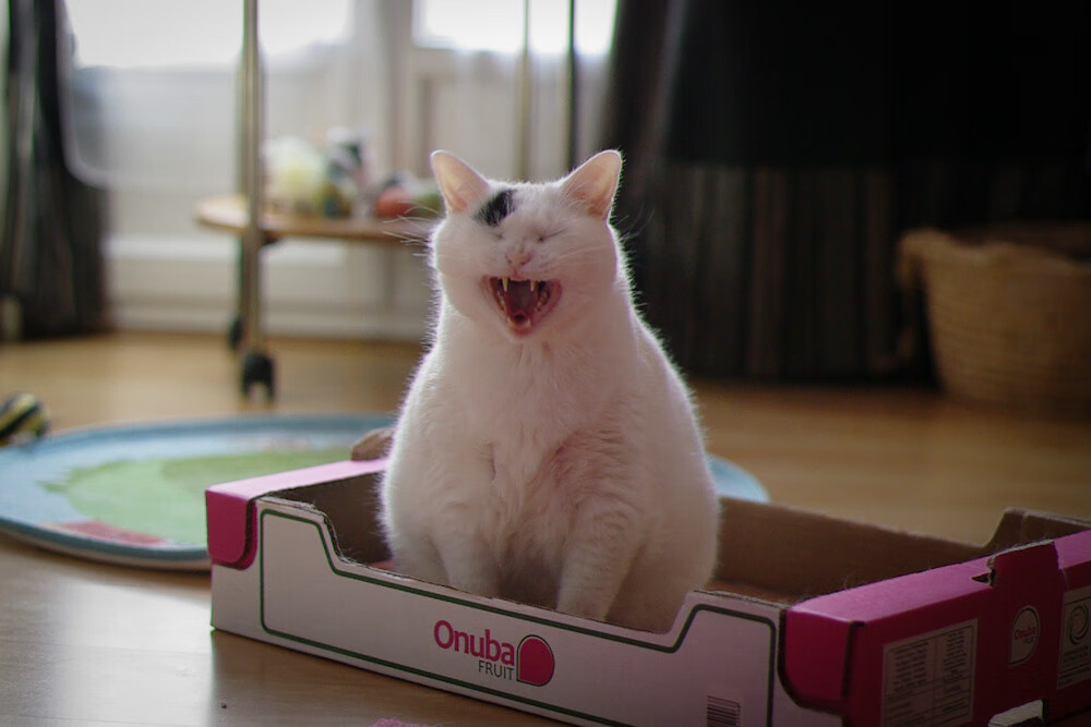 遗失的远征，当罗马军团与毛利战舞在迪马利亚的脚尖相遇