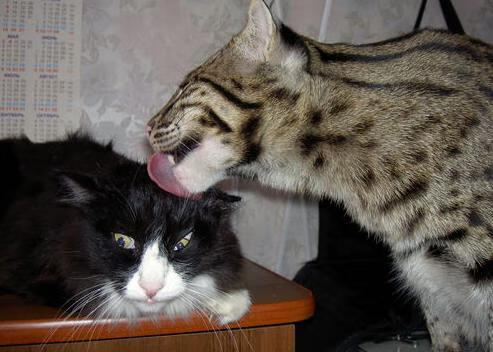 末节狂潮!爵士一波流冲垮辽宁防线,爱德华兹持续杀伤定乾坤