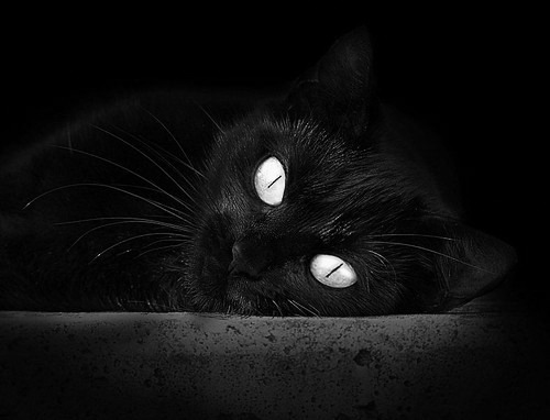 平行宇宙的哨响，当阿尔及利亚与哈兰德共同撕开秩序的裂缝