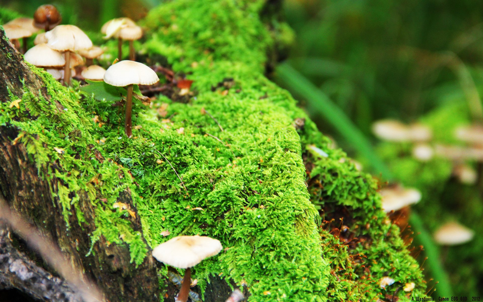 新王诞生!萨卡攻防两端统治全场,法国队在颤抖中俯首称臣