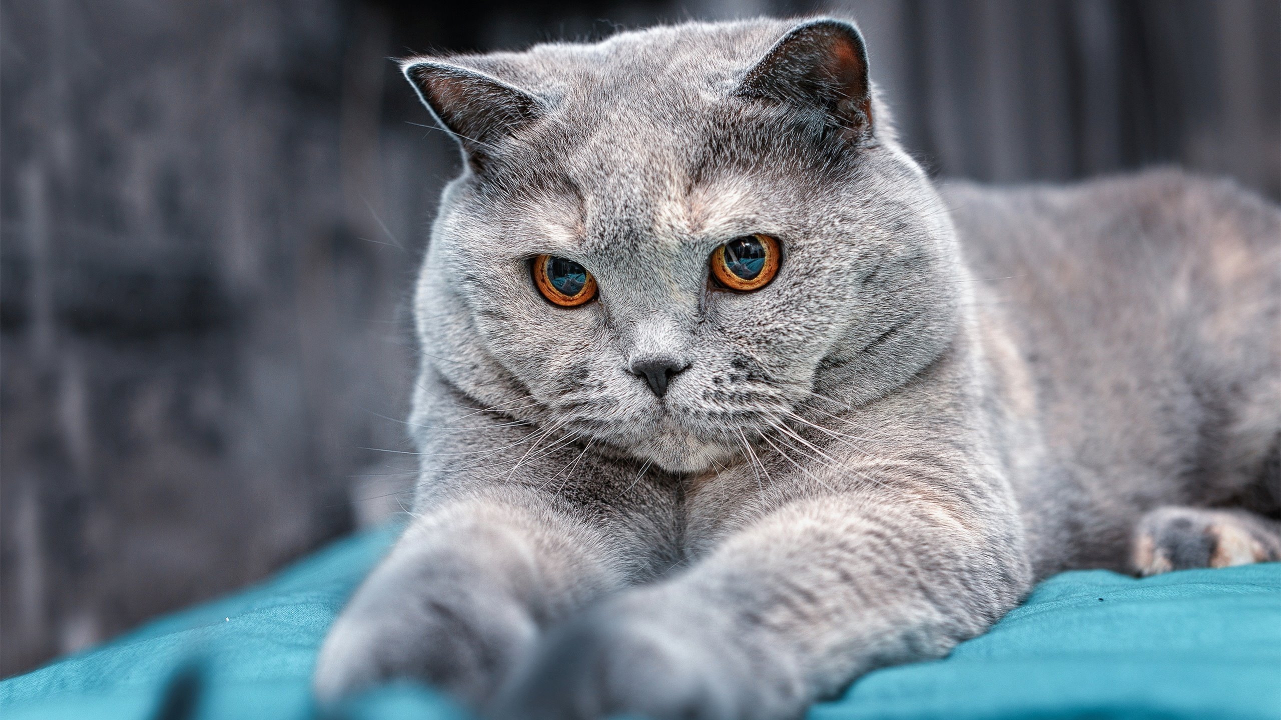 篮球世界的平行叙事，浙江队终结湖人神话，福克斯欧冠半决赛接管战场