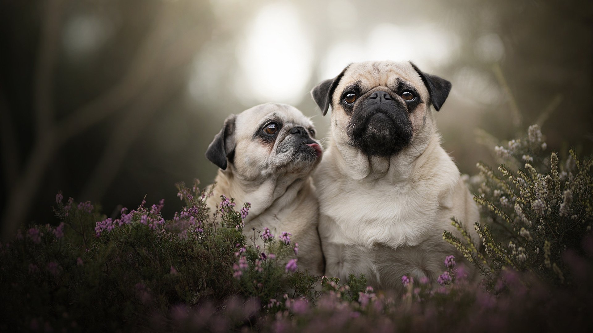冷门之夜，塞维利亚打穿拜仁，富安健洋闪耀成为关键先生