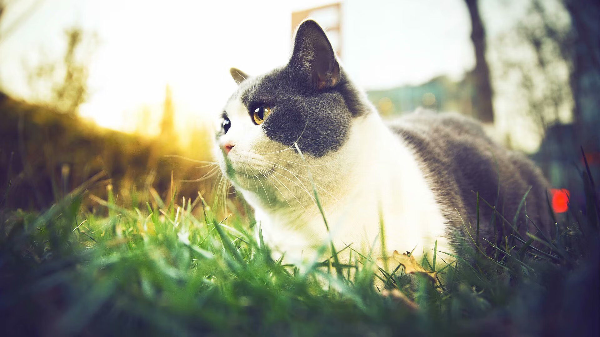 记忆嫁接者，当詹姆斯在勇士对阵马刺时预判了所有未来