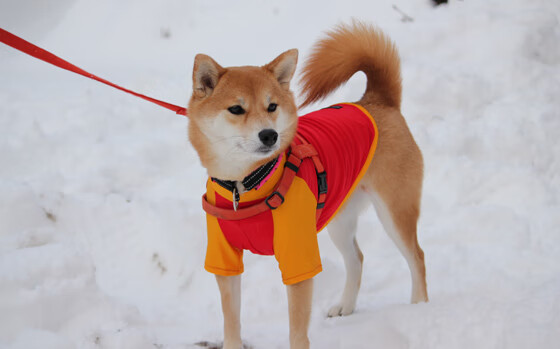 从英超角力到非洲对决,足球如何点燃国家荣光与身份认同的战场