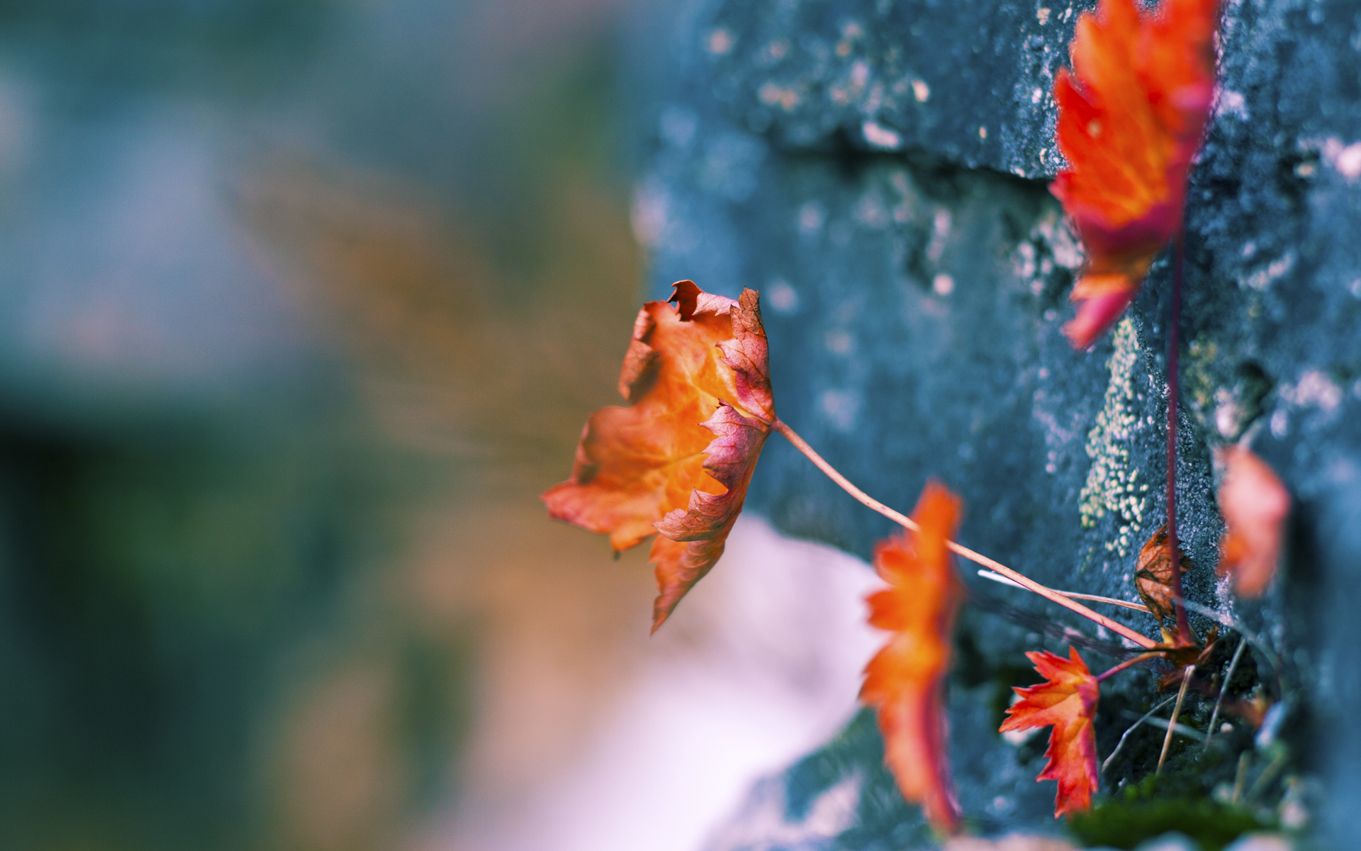 红矛撕裂蓝鹰,特奥·埃尔南德斯如何以一人之力摧毁拉齐奥防线