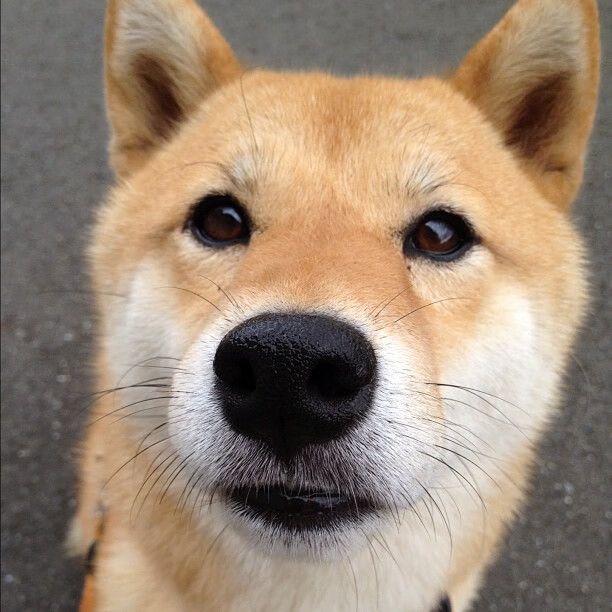 悬崖边的1.2秒，克莱一剑封喉，上海队加时逆转篮网的唯一剧本